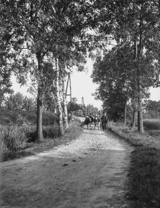 Original Image